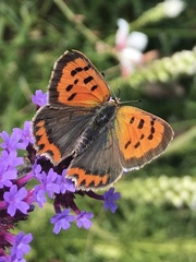 Lycaena phlaeas