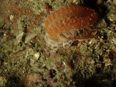 Scolanthus callimorphus