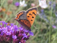 Lycaena phlaeas
