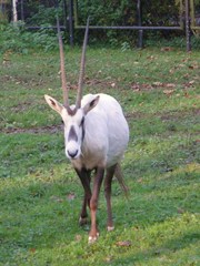 Oryx leucoryx