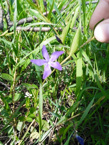 zimozeleň bylinná (Vinca herbacea)