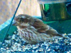 Haemorhous purpureus purpureus