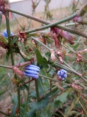 Cichorium intybus