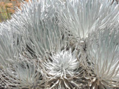 Argyroxiphium kauense