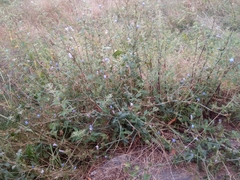 Cichorium intybus