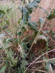 Cichorium intybus