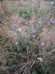 Cichorium intybus