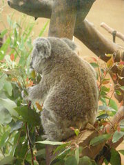 Phascolarctos cinereus