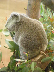 Phascolarctos cinereus