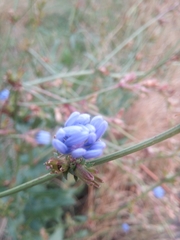 Cichorium intybus