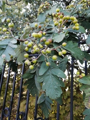 Scandosorbus intermedia