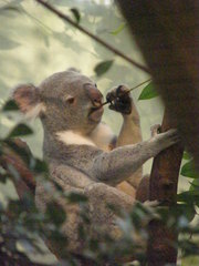 Phascolarctos cinereus