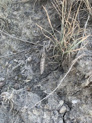 Bolivaria brachyptera