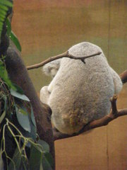Phascolarctos cinereus