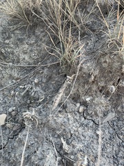 Bolivaria brachyptera