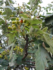 Scandosorbus intermedia