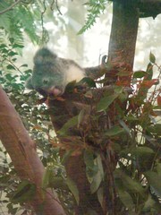 Phascolarctos cinereus