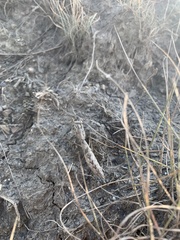 Bolivaria brachyptera