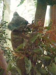 Phascolarctos cinereus