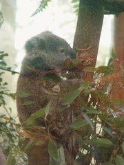 Phascolarctos cinereus