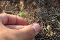 Eremopyrum orientale