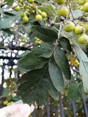 Scandosorbus intermedia