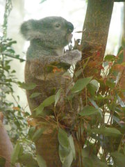 Phascolarctos cinereus