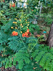 Caesalpinia pulcherrima