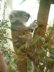 Phascolarctos cinereus