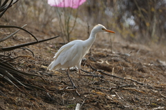 Bubulcus ibis