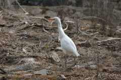 Bubulcus ibis