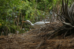 Bubulcus ibis