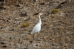 Bubulcus ibis