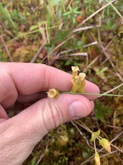 Gentiana douglasiana