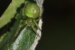 Araneus unanimus