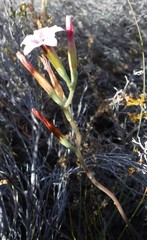 Adromischus caryophyllaceus
