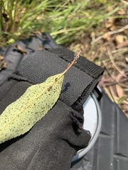 Corythucha associata