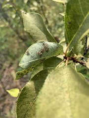 Corythucha associata