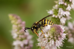 Dolichovespula media