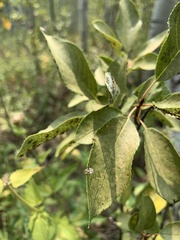 Corythucha associata