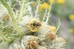 Bombus sylvicola
