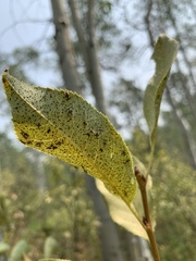 Corythucha associata