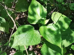 Peteravenia malvifolia