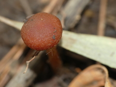 Agaricales