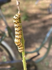 Cucullia scrophulariae