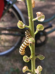 Cucullia scrophulariae