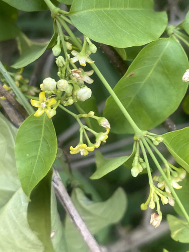 Secamone parvifolia image