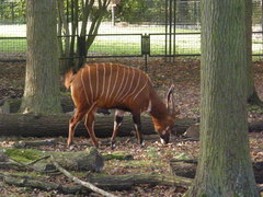 Tragelaphus eurycerus