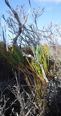 Anginon pumilum