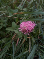 Trifolium pratense